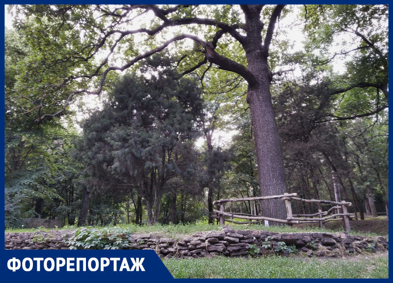 Зеленые легкие Ростова: гуляем по Ботаническому саду вместе с «Блокнотом»