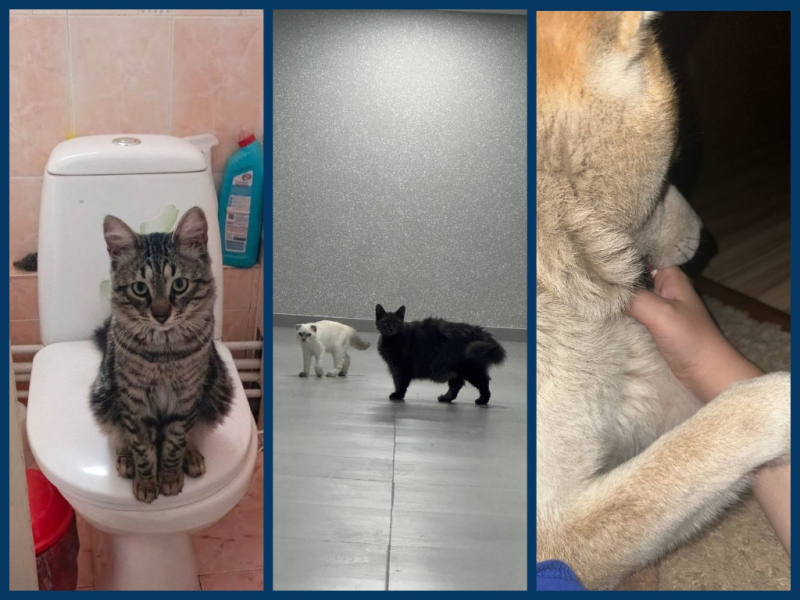 MyCollages - 2026-09-17T115951.700.jpg