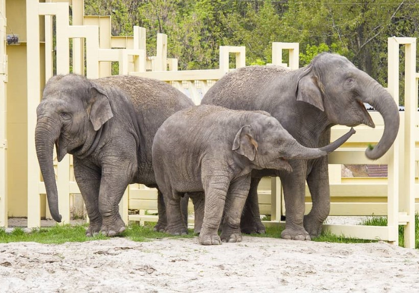 Зоопарк приглашает ростовчан на бесплатную экскурсию к 8 Марта