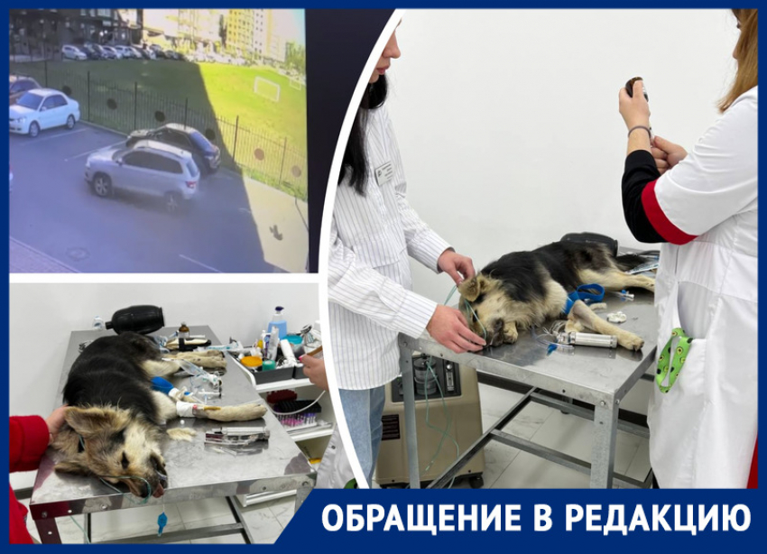 В Ростове неизвестный сбил собаку и оставил ее умирать на дороге