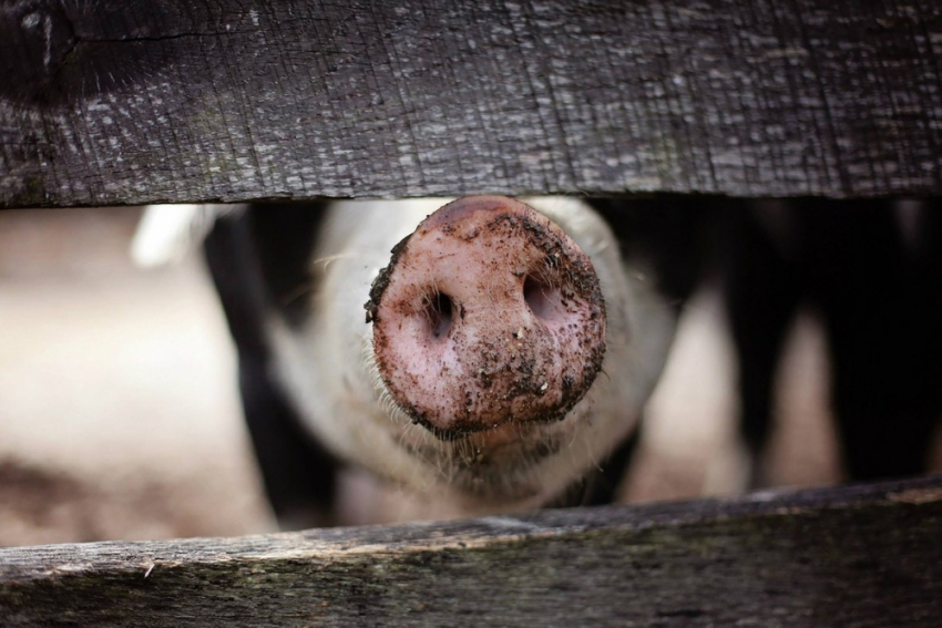 В Ростовской области зафиксировали очаг африканской чумы свиней