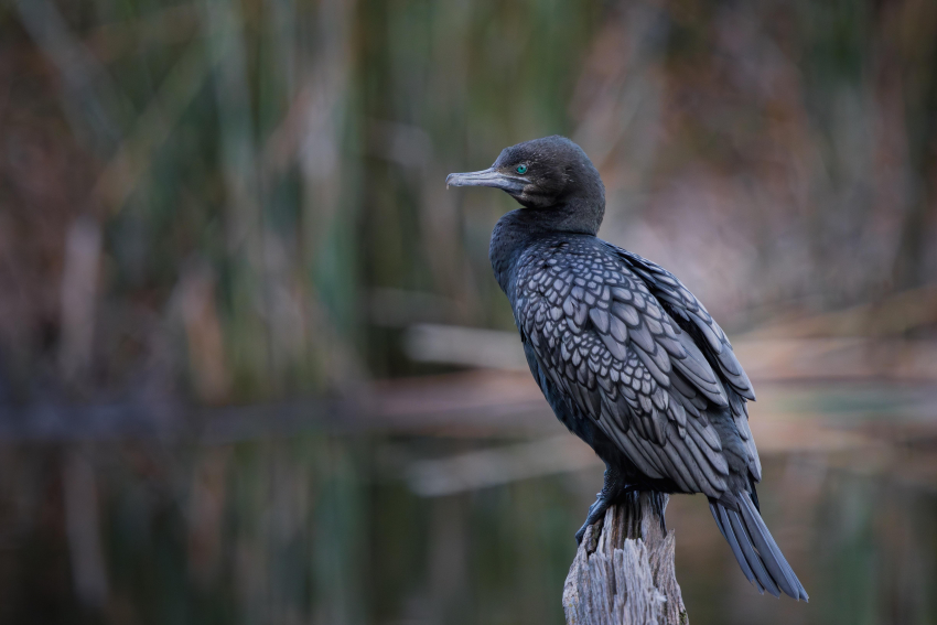 Прожорливые бакланы оставили Ростовскую область без трети прудовой рыбы