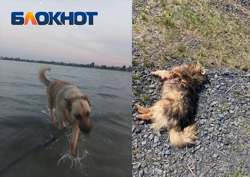 У Соленого озера в Батайске расстреляли двух собак – зоозащитники подозревают водителя внедорожника с надписью «Вагнер Кувалда»