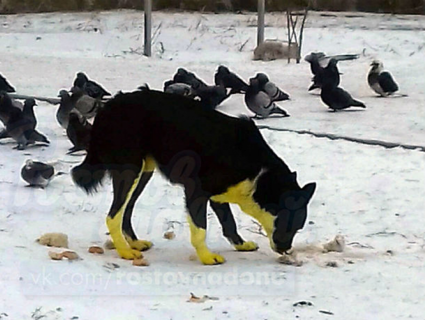 Жертву почитателей года желтой собаки обнаружили на улице Ростова