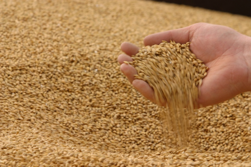 В Ростовской области задержали три тонны зерна подозрительного качества