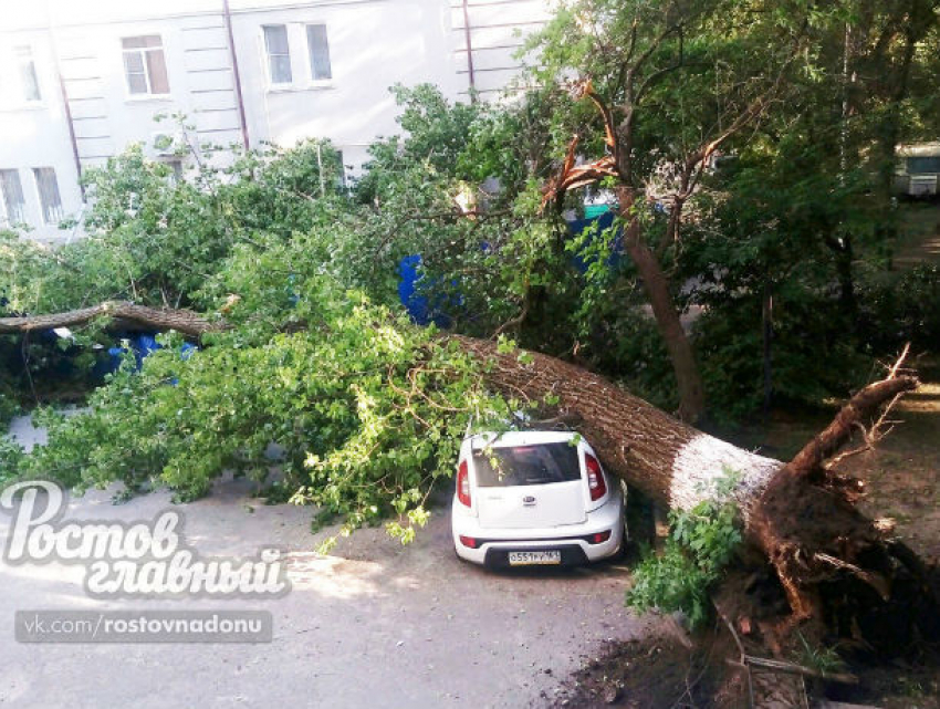 Огромное дерево раздавило автомобиль в Ростове