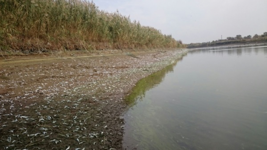 Массовая гибель рыбы произошла в Донском магистральном канале