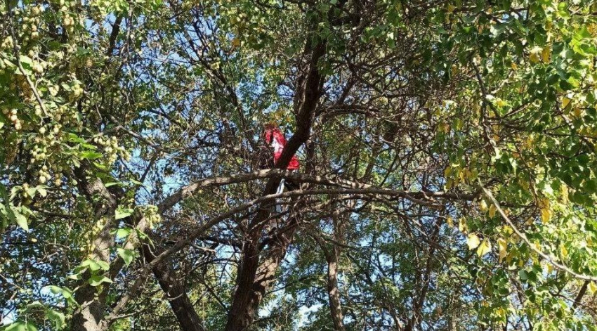 В Таганроге спасатели сняли с дерева поющую песни девушку