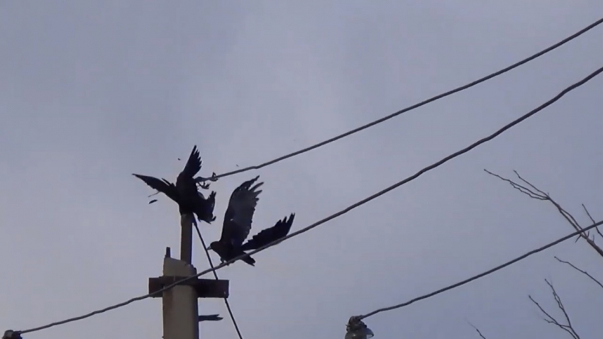 Эколог Карецких: «Вороны - это высокоинтеллектуальные птицы"