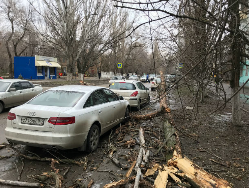 Огромные ветки деревьев крошат стекла припаркованных автомобилей в Ростове