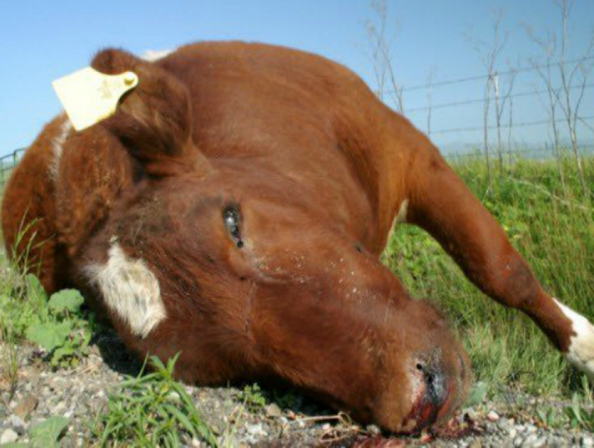 Зловонный «призрак» павшей коровы пять дней витал над детской площадкой в Ростовской области