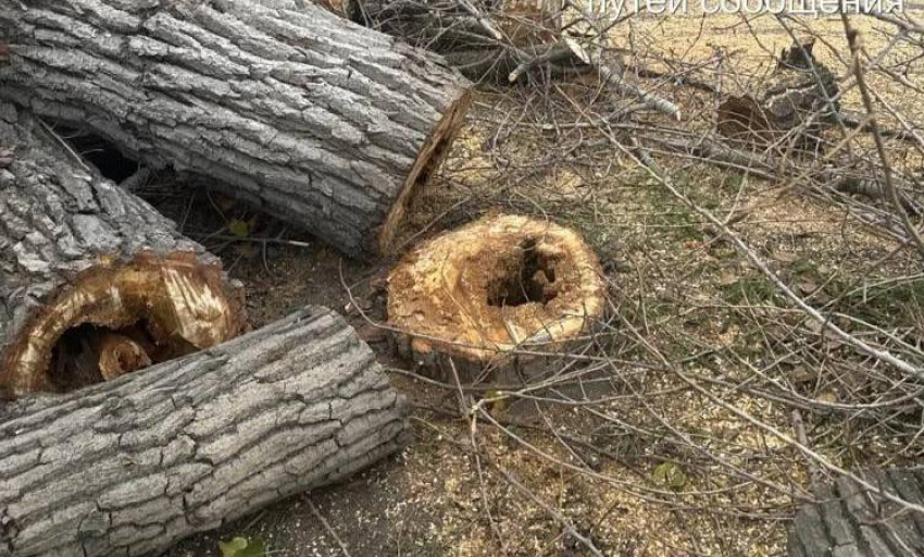 Администрация Ростова объяснила вырубку деревьев на улице Ларина