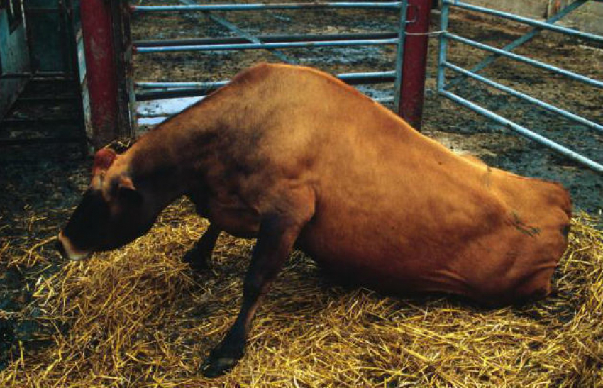 В Ростовской области выявили случай бешенства у коровы