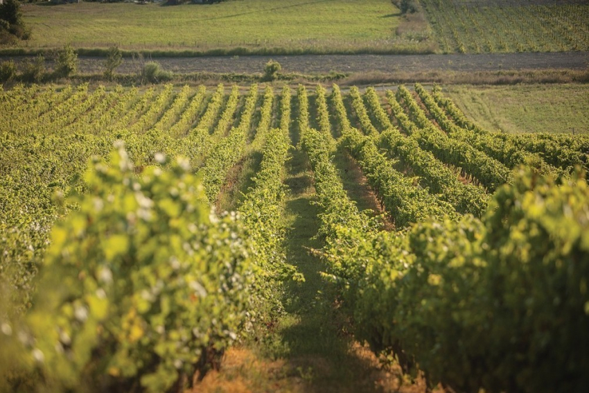 Виноделы Ростовской области организуют «Донскую лозу»