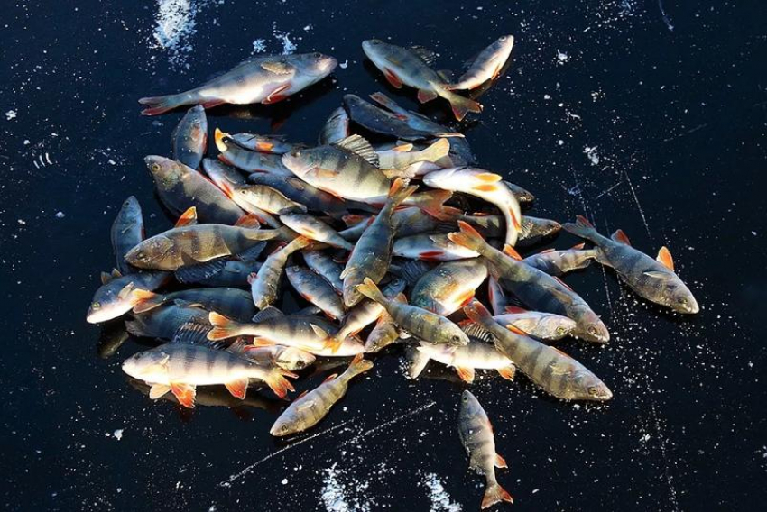 Основной проблемой донского рыболовства стала низкая зарплата