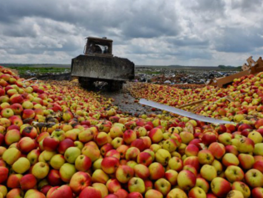 Около 20 тонн подозрительных яблок из Москвы уничтожили на полигоне под Ростовом