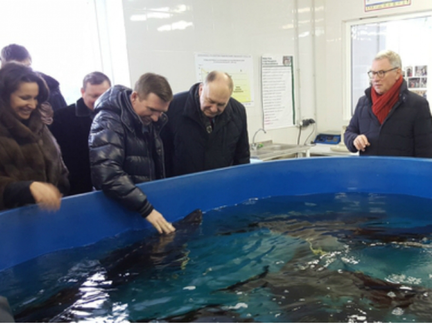 Нетрадиционные виды рыб и растений собрались выращивать в новом аквакомплексе Ростовской области