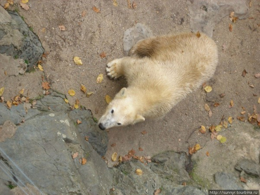 В ростовский зоопарк привезут самку белого медведя из Чехии