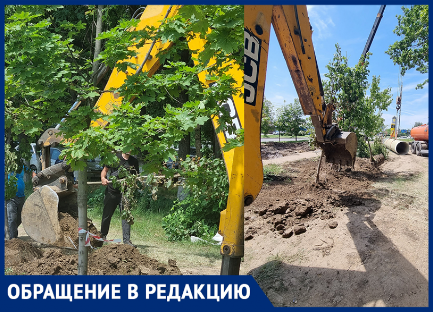 «Дети сажали их на майских праздниках»: ростовчанка пожаловалась на уничтожение молодых деревьев