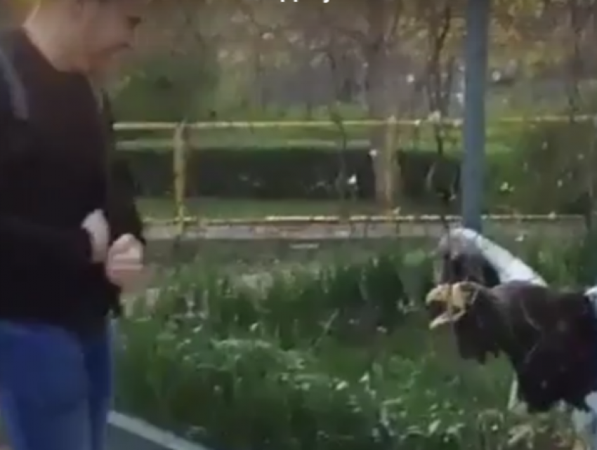 "Веселый» мужчина раздразнил испытавшую стресс хищную птицу в Ростове и попал на видео