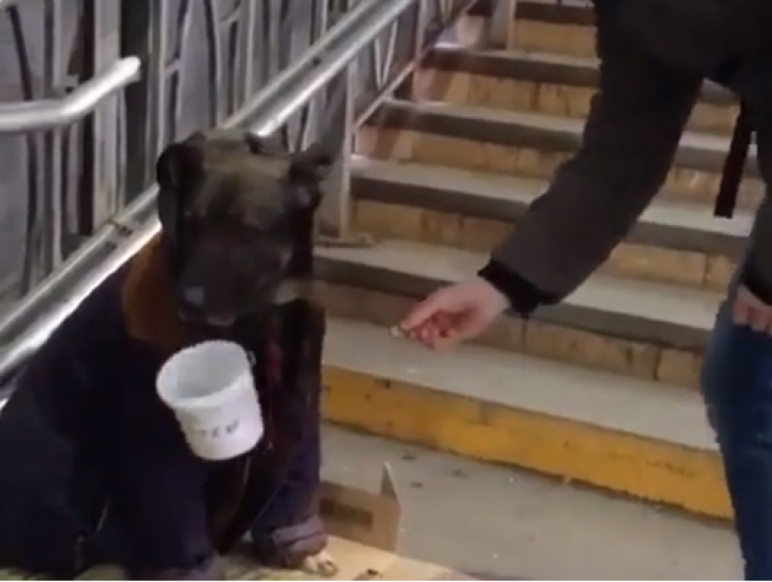 Измученную голодом и нуждой собаку-попрошайку сострадательные ростовчане сняли на видео 