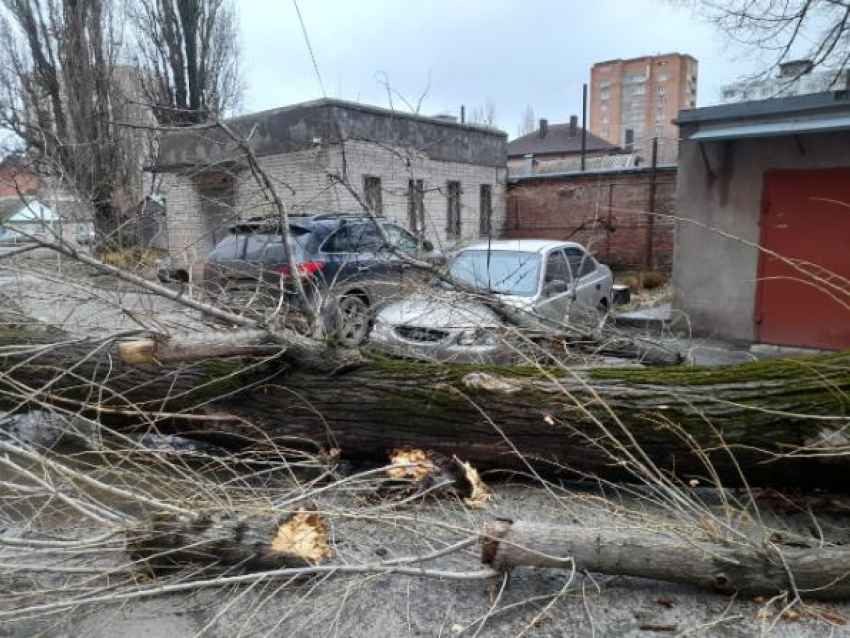 В Ростове на Сельмаше огромное дерево упало на припаркованные машины