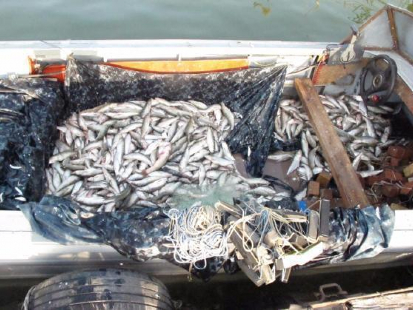 В Таганроге два браконьера выловили рыбу на 112 тысяч рублей