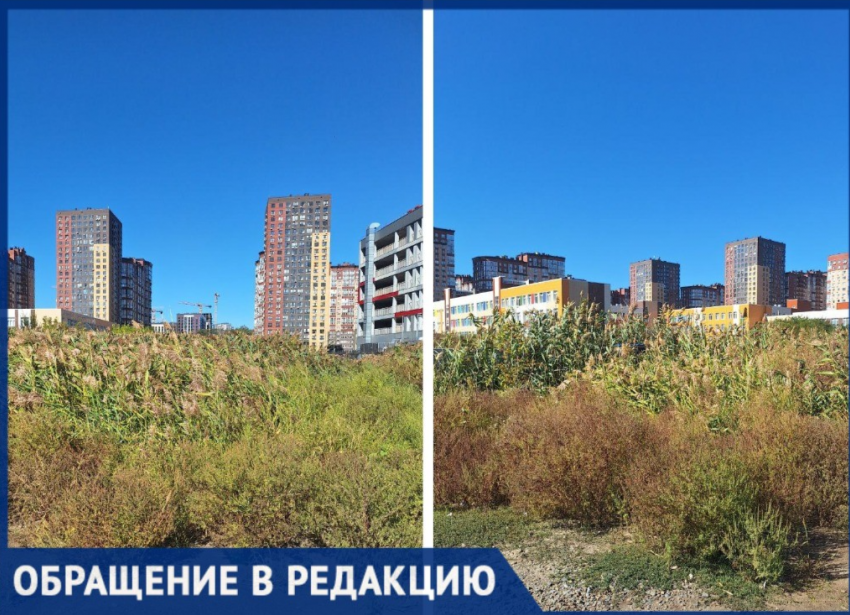 Ростовчанка пожаловалась на амброзию возле школы и детсада