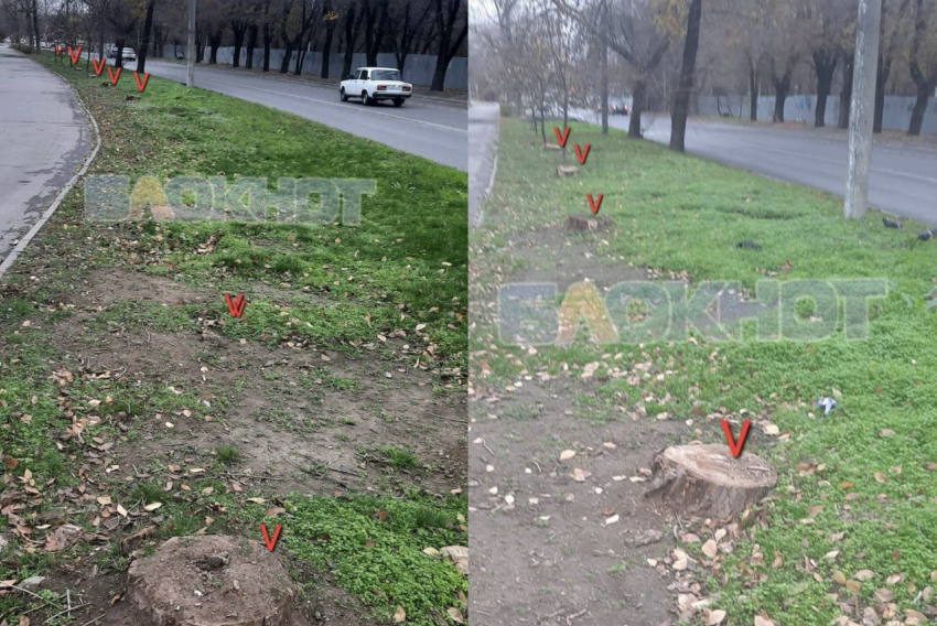 Ростовчане пожаловались на вырубку 14 тополей и сосен напротив парка «Дружба»