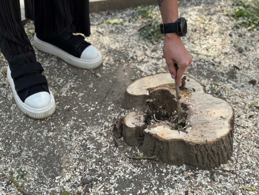 Власти Ростова узнали о тревогах общественников, но решили изменить правила охраны деревьев