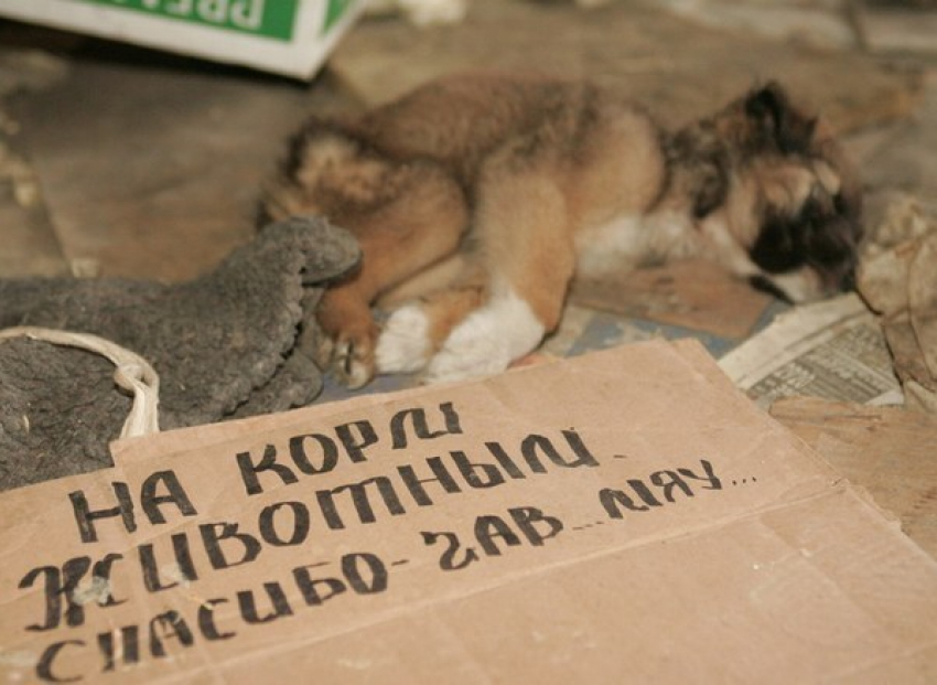 В Ростовской области могут ввести штрафы за попрошайничество