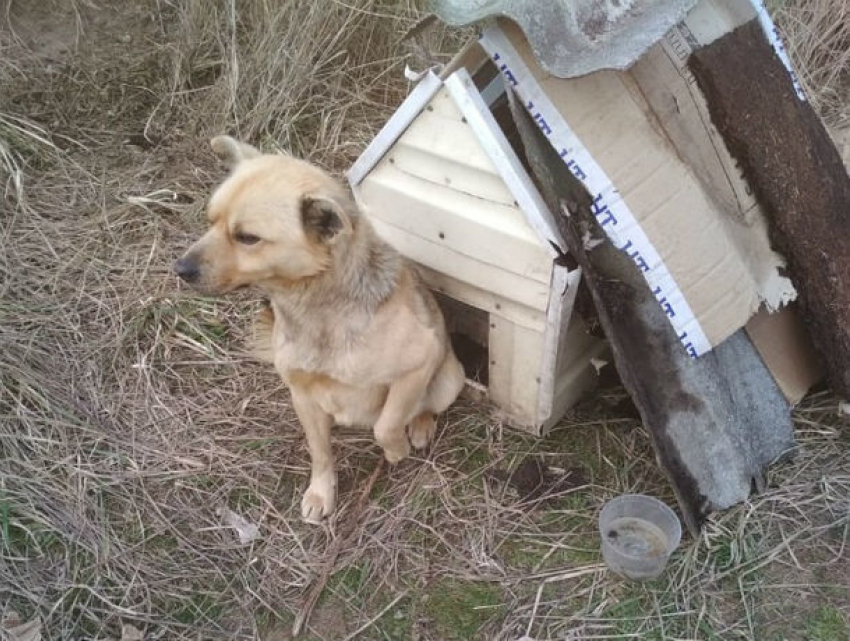 В Ростовской области пес Хатико больше года ждет хозяина в поле