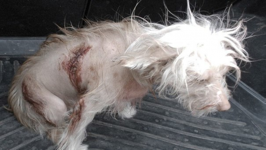 Живодеры ножом изувечили собаку в Ростовской области 