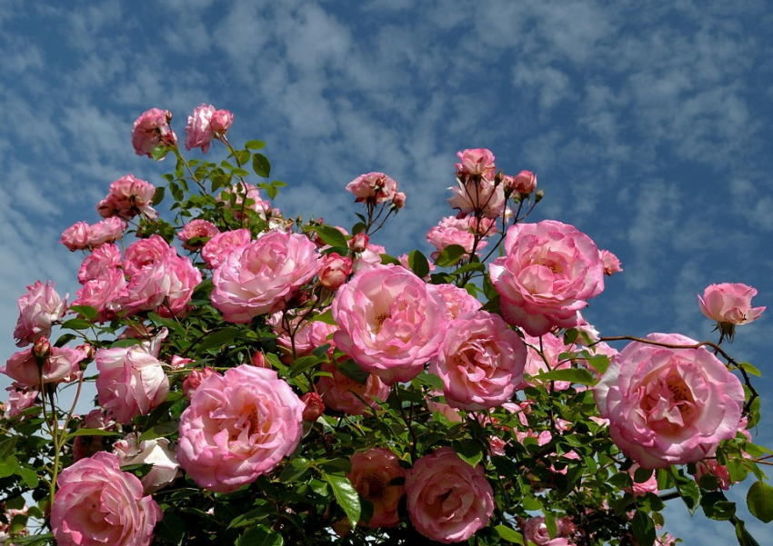 Не бойся жары и холода: ростовским садоводам стоит до холодов укрыть кусты роз