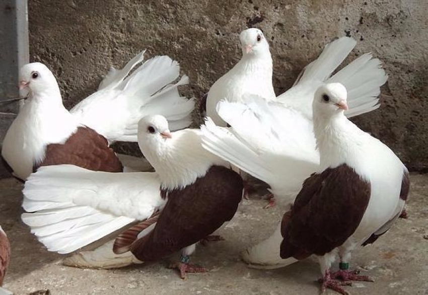В  Морозовском районе на 27 тысяч украли голубей,  а потом уничтожили стаю 