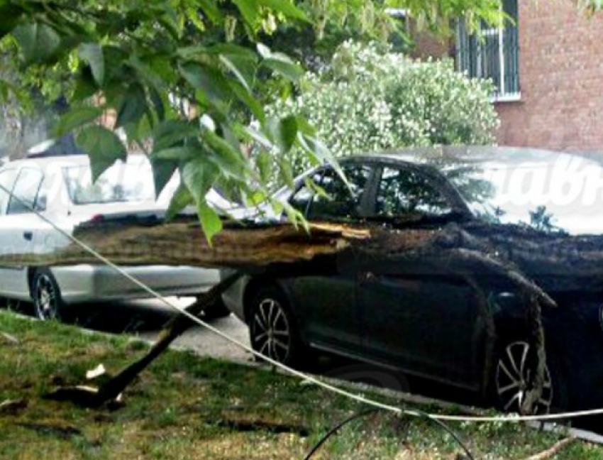 Огромное дерево рухнуло на машину «бессмертного» водителя в Ростове