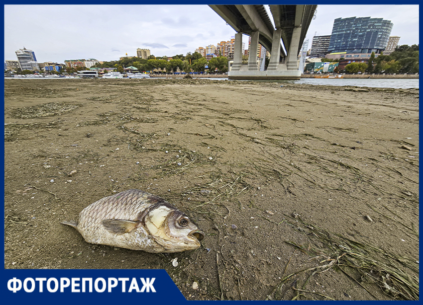 Дно Дона: как ветер изменил облик реки в Ростове в 2025 году