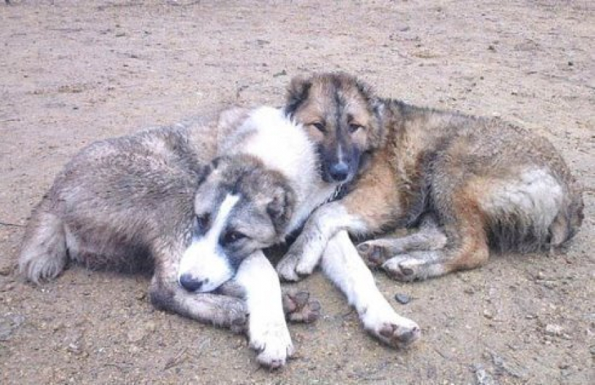 Ростовский центр безнадзорных животных будет работать в штатном режиме не смотря на решение УФАС