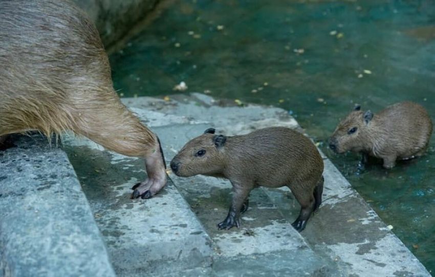 В Ростовском зоопарке родились капибары