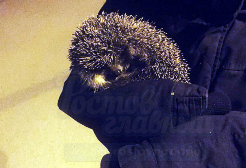 Колючего ночного гостя со слабым зрением спасли юные жители Ростова-на-Дону