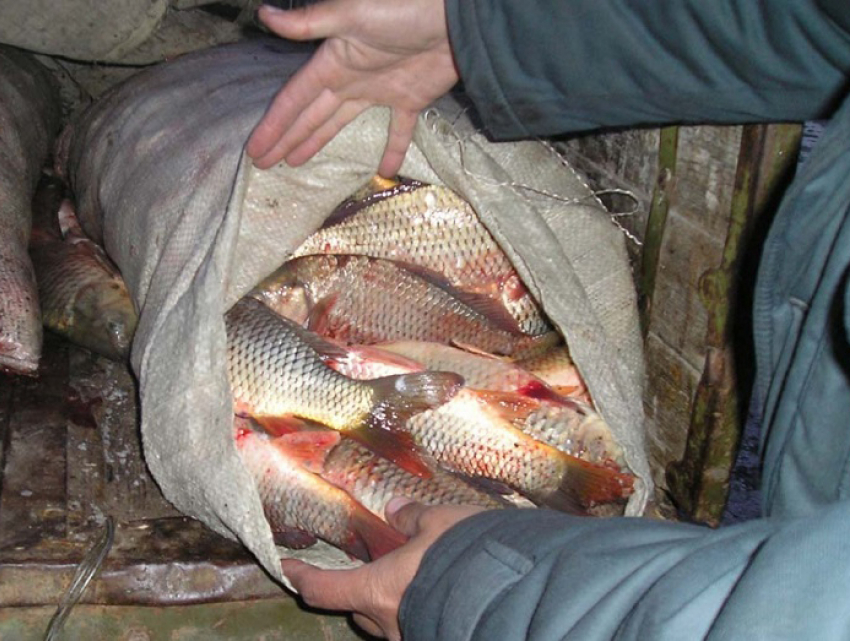 Почти 100 килограмм опасной рыбы выявили в Ростовской области