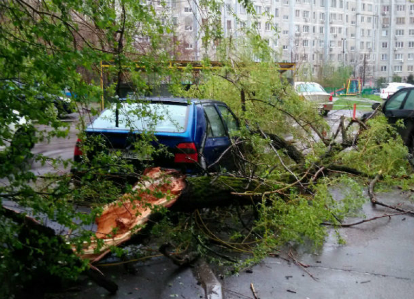 Дерево рухнуло на припаркованный автомобиль в Ростове