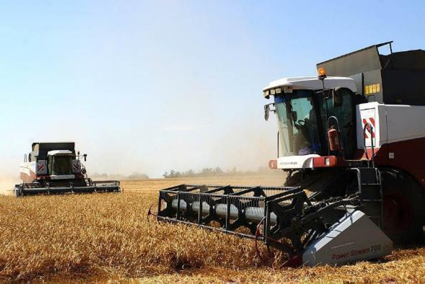 Урожай в этом году в Ростовской области может стать рекордным