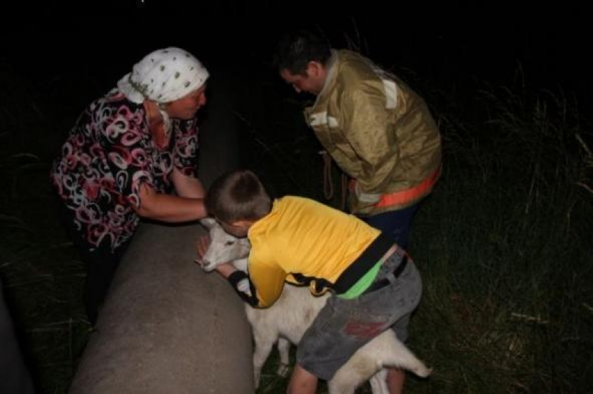 В Ростовской области спасатели вызволили козу из бетонного столба