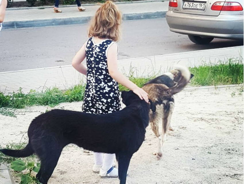 Дворовых любимиц живодеры принялись душить на глазах соседей в Ростове