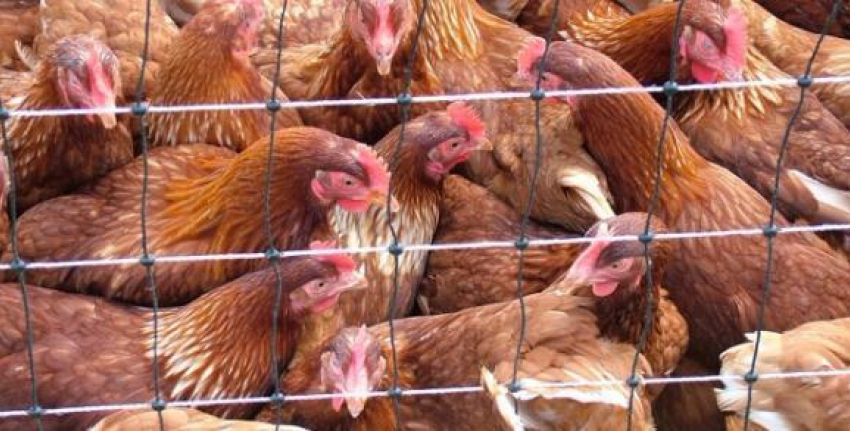 Почти 1500 кур  отправили обратно в Ставрополье 