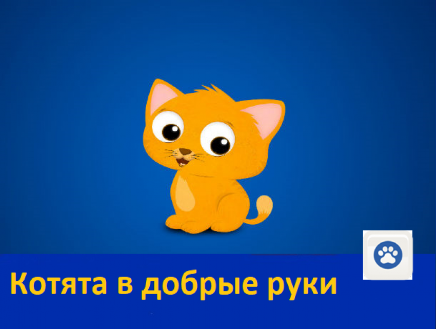 Котята бесплатно