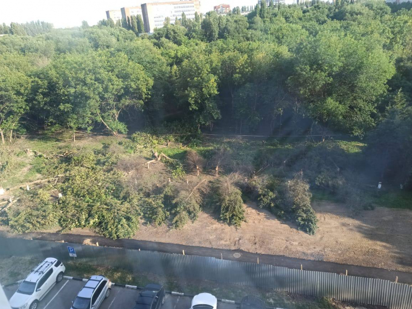В Ростове вырубили еловую аллею ради дороги к новой школе