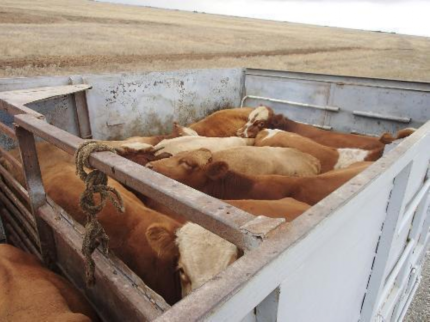Из Ростовской области в Махачкалу пытались вывезти коров без документов