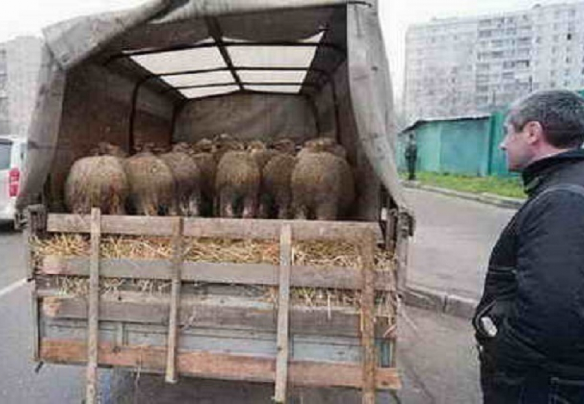 Баранов и овец из Дагестана без документов задержали на трассе в Ростовской  области
